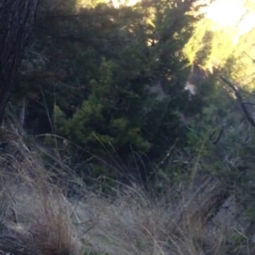 Dicen que es de Bani